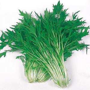 国華園 種 野菜たね 水菜 早生千筋京水菜 1...の詳細画像1