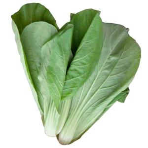 国華園 種 野菜たね 菜類 広島菜 1袋（8ml） ひろしまな やさいの種