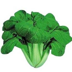 国華園 種 野菜たね 菜類 大阪しろな 1袋（8ml） やさいの種