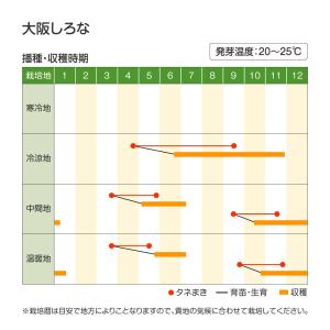国華園 種 野菜たね 菜類 大阪しろな 1袋(...の詳細画像1