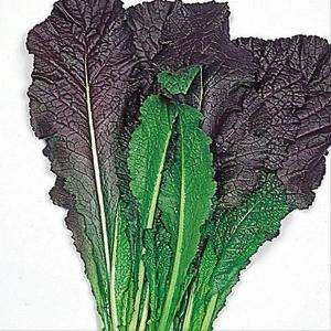 国華園 種 野菜たね 菜類 赤大葉高菜 1袋（8ml） やさいの種