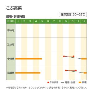 国華園 種 野菜たね 菜類 こぶ高菜 1袋(8...の詳細画像1