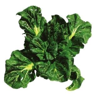国華園 種 野菜たね 菜類 三池縮緬大葉高菜 1袋（8ml） やさいの種