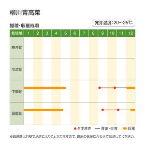 国華園 種 野菜たね 菜類 柳川青高菜 1袋(...の詳細画像2