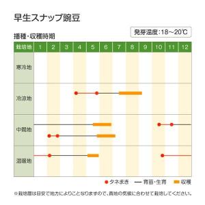 国華園 種 野菜たね マメ エンドウ 早生スナ...の詳細画像2