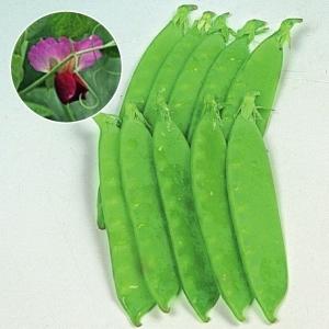 国華園 種 野菜たね マメ キヌサヤ 赤花絹さや豌豆 1袋（25ml） 豆 絹莢 やさいの種