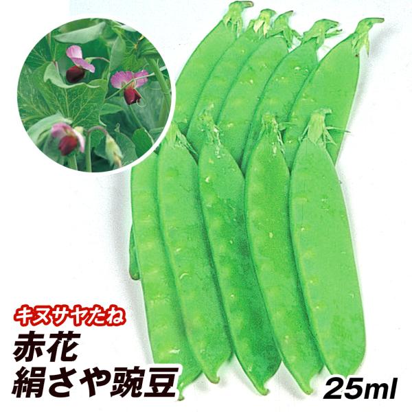 種 野菜たね マメ キヌサヤ 赤花絹さや豌豆 1袋（25ml） 豆 絹莢 野菜の種 国華園