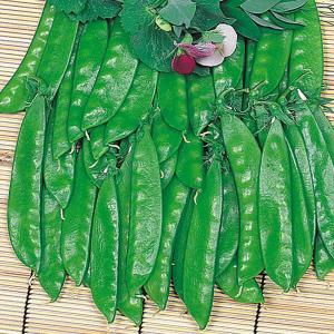 国華園 種 野菜たね マメ キヌサヤ 笹みどり絹莢 1袋（25ml） 豆 絹莢 やさいの種