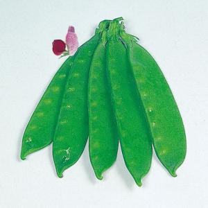 国華園 種 野菜たね マメ キヌサヤ つるなし赤花絹莢 1袋（25ml） 豆 絹莢 やさいの種