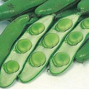 国華園 種 野菜たね マメ ソラマメ お多福そら豆 1袋（25ml） 豆 空豆 蚕豆 やさいの種