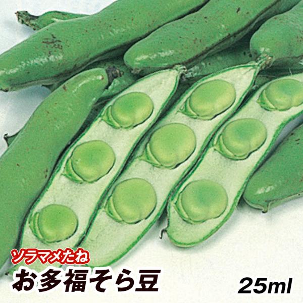 種 野菜たね マメ ソラマメ お多福そら豆 1袋（25ml） 豆 空豆 蚕豆 野菜の種 国華園