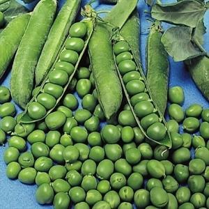 国華園 種 野菜たね マメ 実エンドウ 久留米豊 1袋（20ml） 豆 豌豆 やさいの種