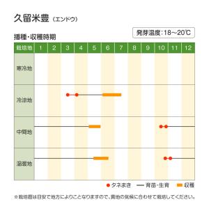 国華園 種 野菜たね マメ 実エンドウ 久留米...の詳細画像2
