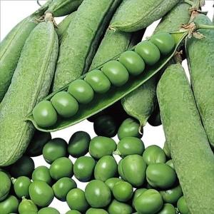 国華園 種 野菜たね マメ 実エンドウ 南海緑 1袋（20ml） 豆 豌豆 やさいの種