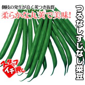 国華園 種 野菜たね マメ インゲン つるなし...の詳細画像2