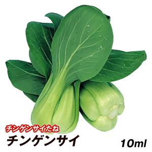 種 野菜たね 中国野菜 チンゲンサイ 1袋(10ml)｜kokkaen