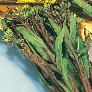 国華園 種 野菜たね 中国野菜 コウサイタイ 1袋（8ml） やさいの種