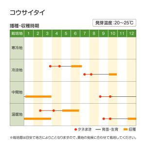 国華園 種 野菜たね 中国野菜 コウサイタイ ...の詳細画像1