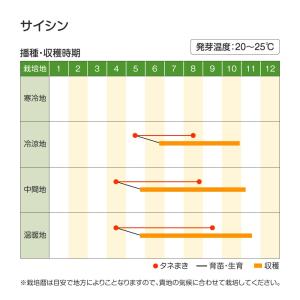 国華園 種 野菜たね 中国野菜 サイシン 1袋...の詳細画像1