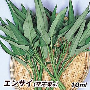 【冷蔵便】空心菜/空芯菜/エンサイ/千葉県産/約5kg入/業務用 冷蔵便】空心菜/空芯菜/エンサイ/千葉県産/約3kg入/業務用