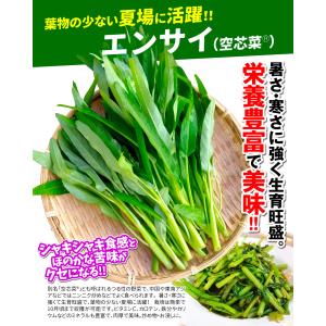 国華園 種 野菜たね 中国野菜 エンサイ (空...の詳細画像1