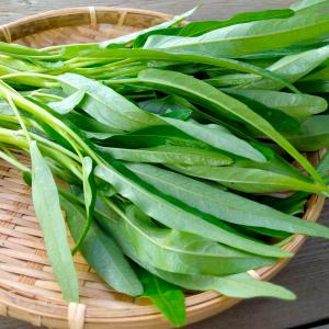 国華園 種 野菜たね 中国野菜 エンサイ (空...の詳細画像5