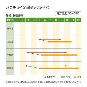 国華園 種 野菜たね 中国野菜 パクチョイ (...の詳細画像1