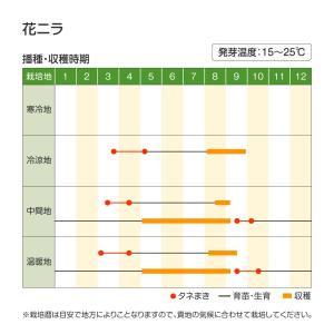 国華園 種 野菜たね 中国野菜 花ニラ 1袋(...の詳細画像1