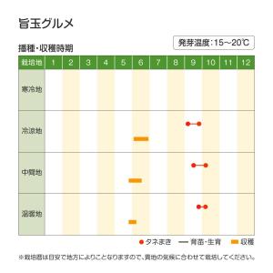 国華園 種 野菜たね タマネギ (中晩生)旨玉...の詳細画像2