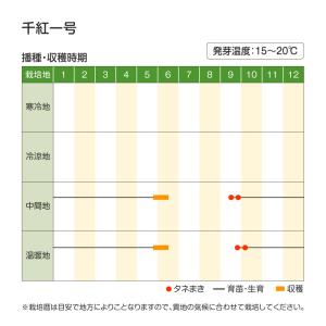 国華園 種 野菜たね タマネギ (中晩生)千紅...の詳細画像3