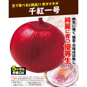 国華園 種 野菜たね タマネギ (中晩生)千紅...の詳細画像2