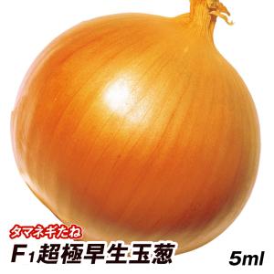 種 野菜たね タマネギ （中晩生）F1キーパー808 1袋（5ml） 玉葱