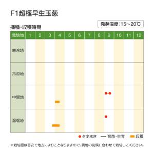 国華園 種 野菜たね タマネギ (超極早生)F...の詳細画像3