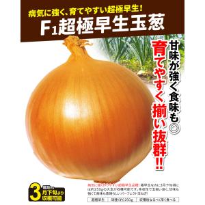国華園 種 野菜たね タマネギ (超極早生)F...の詳細画像2