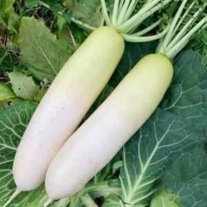国華園 種 野菜たね ダイコン F1あじ美人 ...の詳細画像2