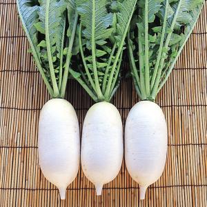 国華園 種 野菜たね ミニダイコン F1チビから...の商品画像