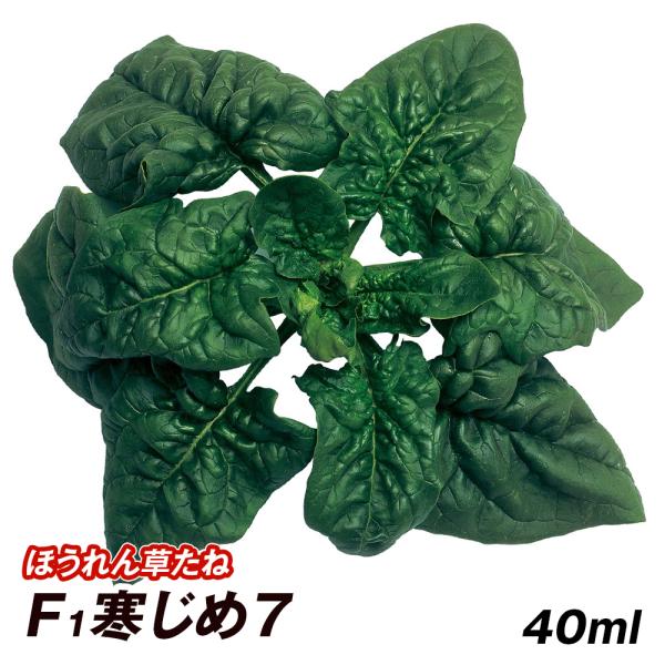 種 野菜たね ホウレン草 F1寒じめ7 1袋（40ml） 法蓮草 ほうれんそう 野菜の種 国華園