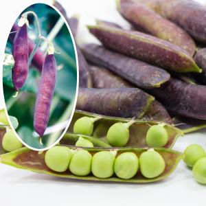 国華園 種 野菜たね マメ 実エンドウ ツタン...の詳細画像1