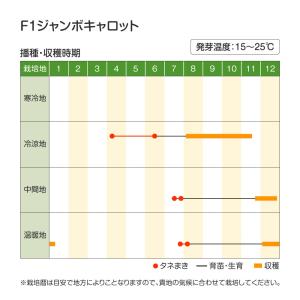 国華園 種 野菜たね ニンジン F1ジャンボキ...の詳細画像2