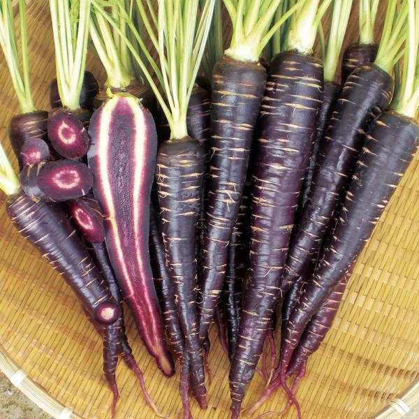 種 野菜たね ニンジン F1くろにんじん 1袋（コート種子 50粒） 人参 野菜の種 国華園