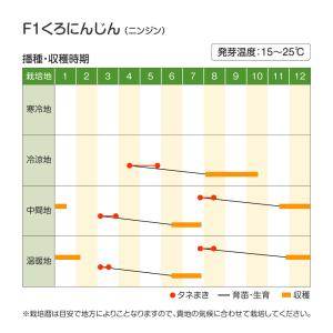 国華園 種 野菜たね ニンジン F1くろにんじ...の詳細画像2