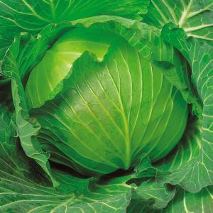 国華園 種 野菜たね キャベツ F1ふゆつよし 1袋（2ml） 甘藍 やさいの種