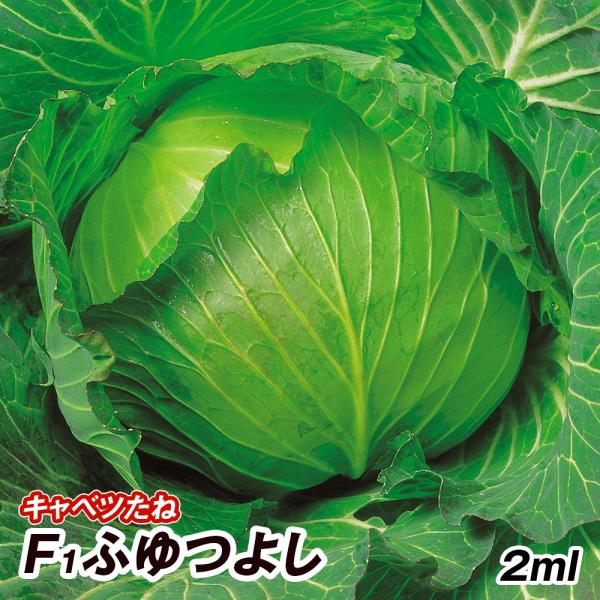 種 野菜たね キャベツ F1ふゆつよし 1袋（2ml） 甘藍 野菜の種 国華園