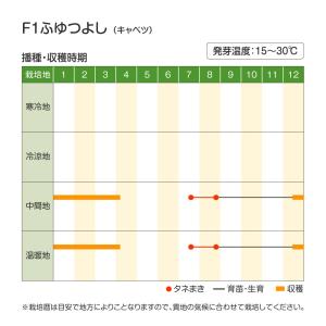 国華園 種 野菜たね キャベツ F1ふゆつよし...の詳細画像3