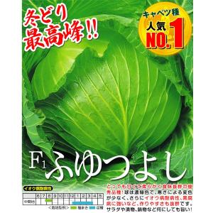 国華園 種 野菜たね キャベツ F1ふゆつよし...の詳細画像2