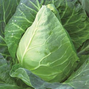国華園 種 野菜たね キャベツ F1ソンスマ 1袋（50粒） 甘藍 やさいの種