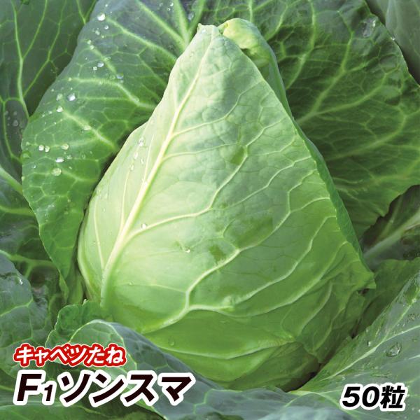 種 野菜たね キャベツ F1ソンスマ 1袋（50粒） とんがりキャベツ 甘藍 野菜の種 国華園