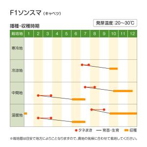 国華園 種 野菜たね キャベツ F1ソンスマ ...の詳細画像2