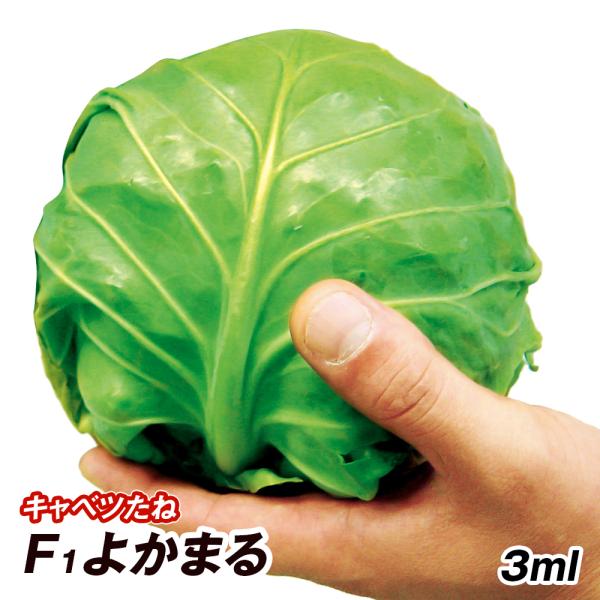 種 野菜たね キャベツ F1よかまる 1袋（3ml） ミニ 甘藍 野菜の種 国華園