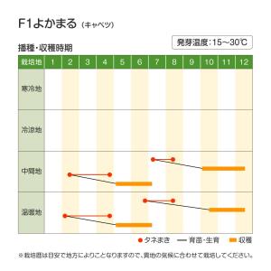 種 野菜たね キャベツ F1よかまる 1袋(3...の詳細画像5